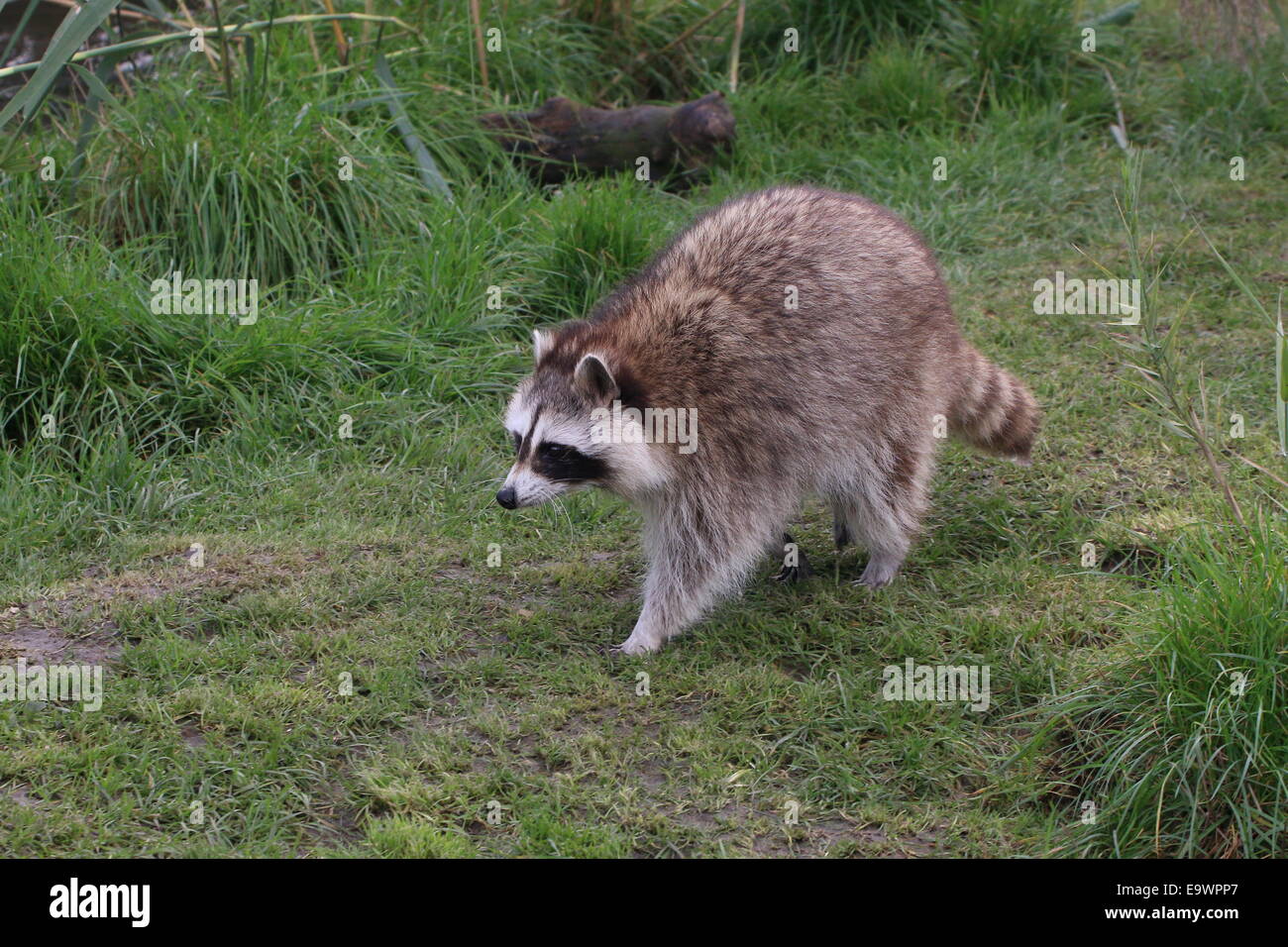 North American or  northern raccoon ( Procyon lotor) walking in grassland Stock Photo