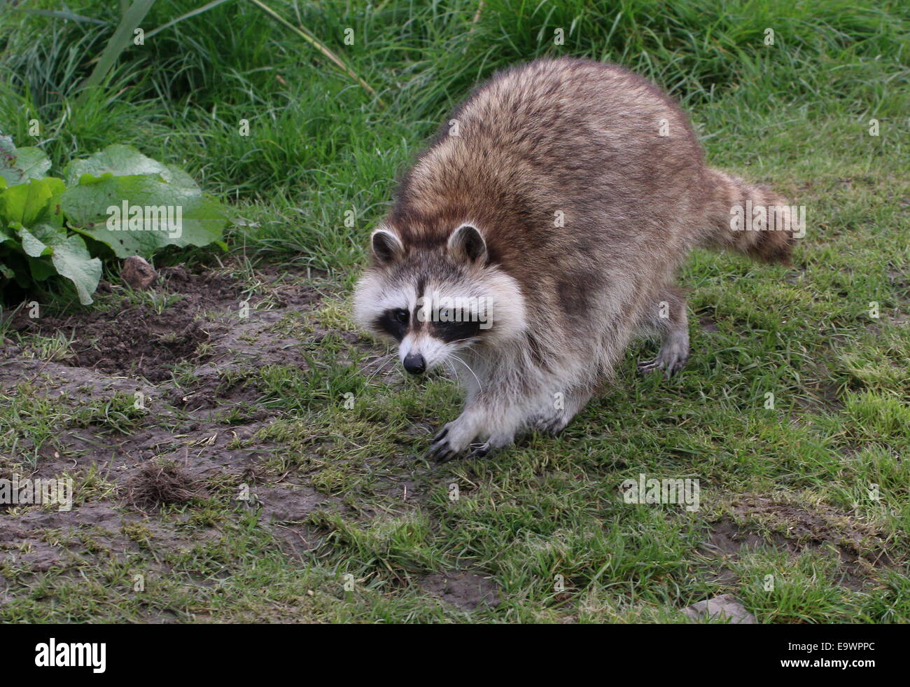 North American or northern raccoon ( Procyon lotor) walking in grass Stock Photo
