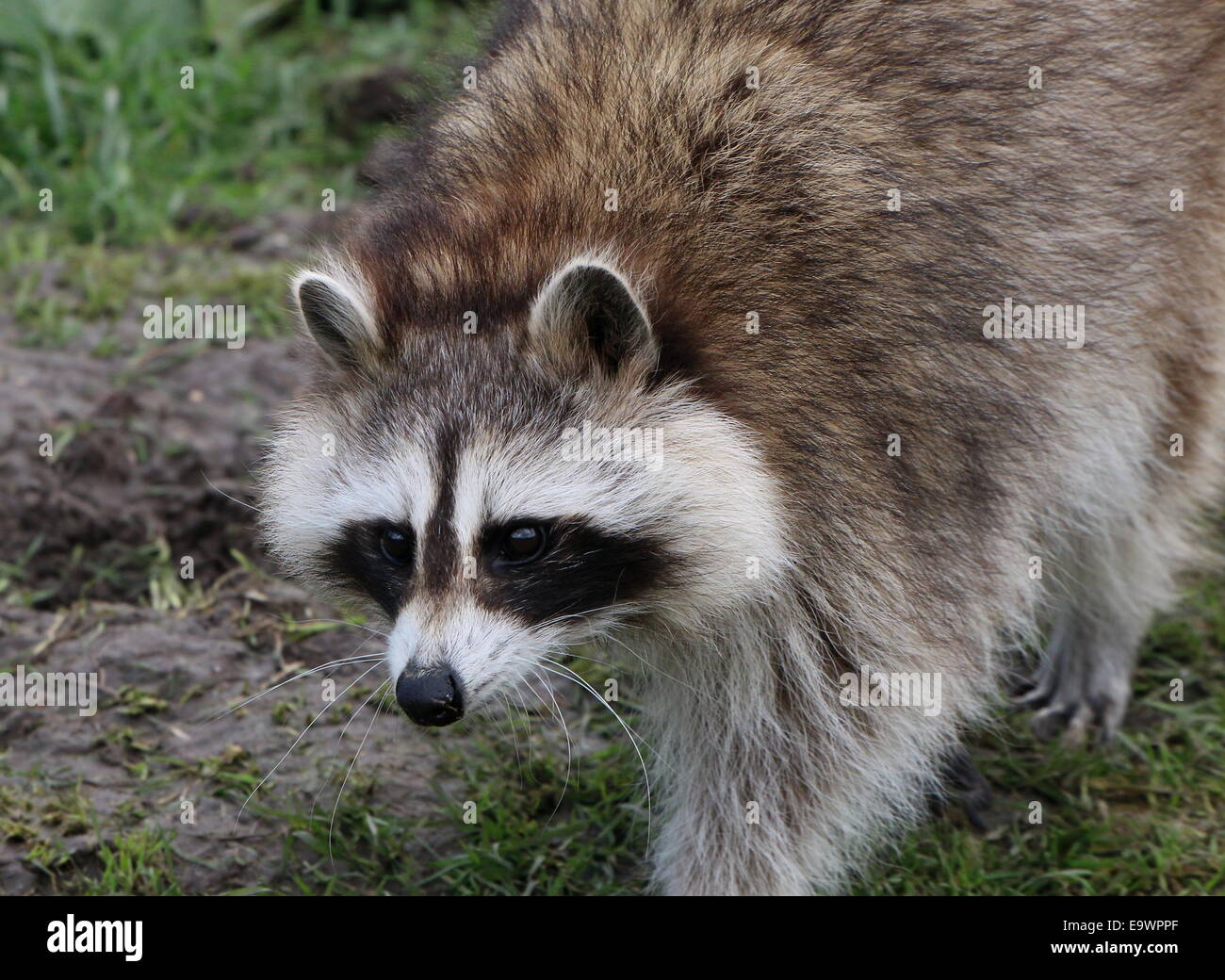 North American or  northern raccoon ( Procyon lotor) close-up of the head while walking Stock Photo