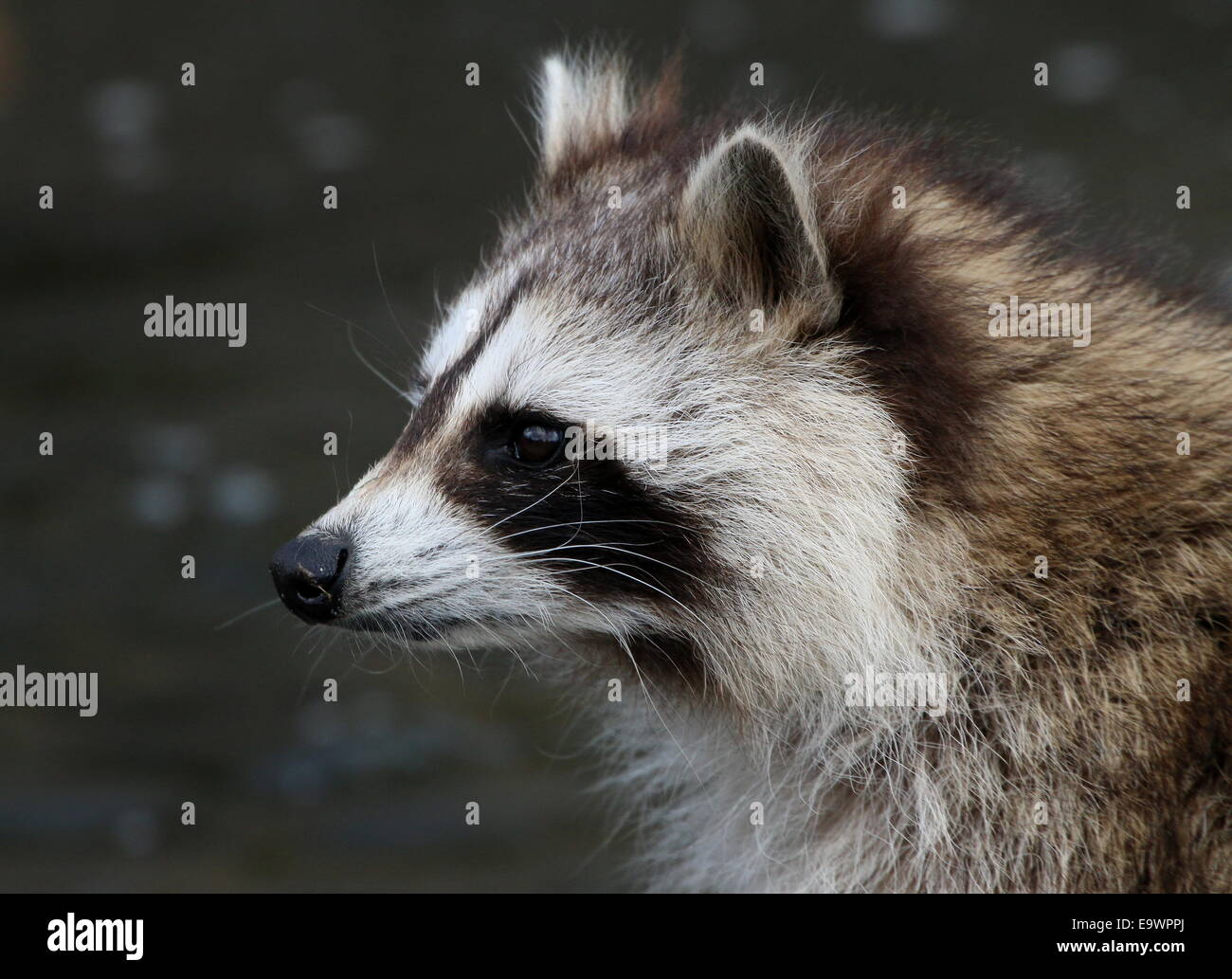 North American or  northern raccoon ( Procyon lotor) close-up of the head Stock Photo