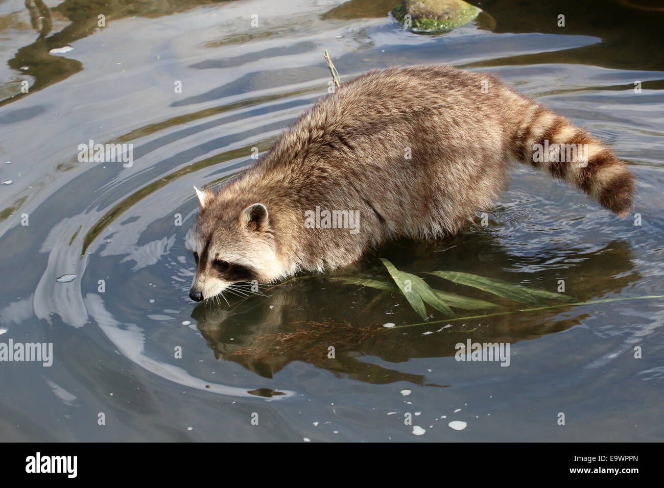North American or  northern raccoon ( Procyon lotor) walking through the water Stock Photo