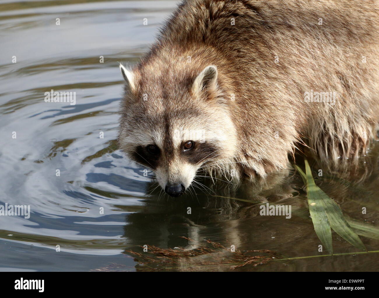 North American or  northern raccoon ( Procyon lotor) close-up of the head while in the water Stock Photo