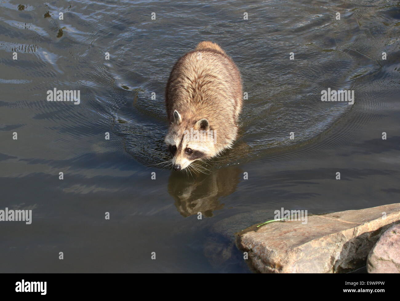 North American or northern raccoon ( Procyon lotor) walking in a small stream Stock Photo