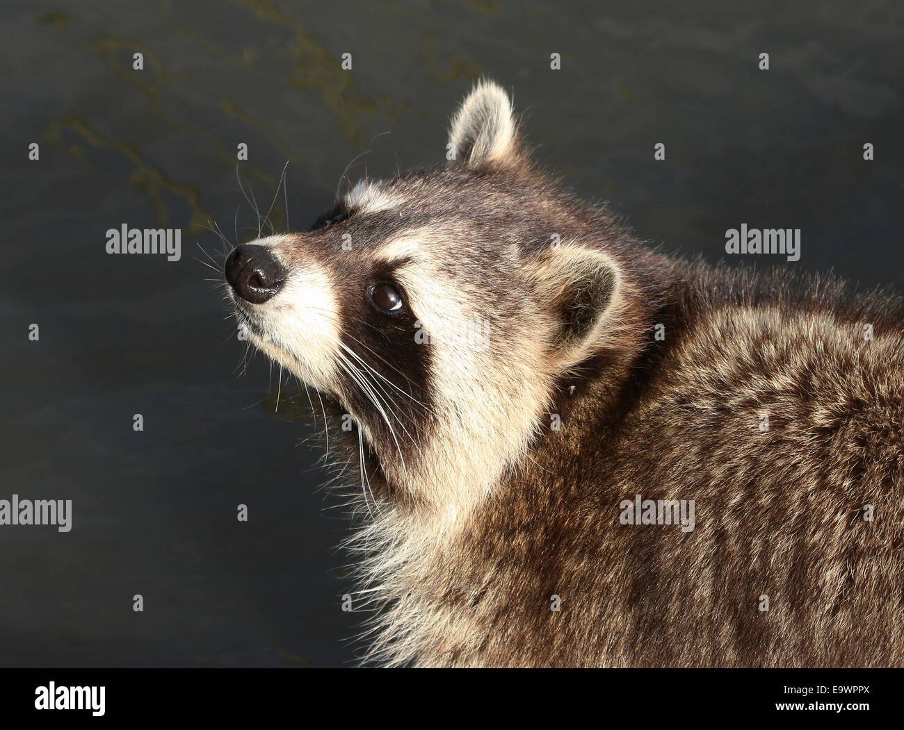 North American or northern raccoon ( Procyon lotor) close-up of the head and paws while feeding at the water's edge Stock Photo
