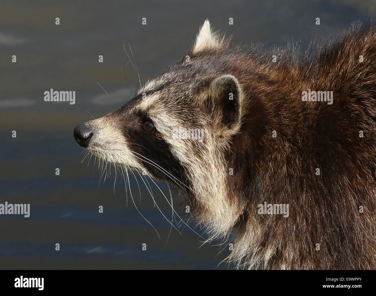 North American or  northern raccoon ( Procyon lotor) close-up of the head looking upwards Stock Photo
