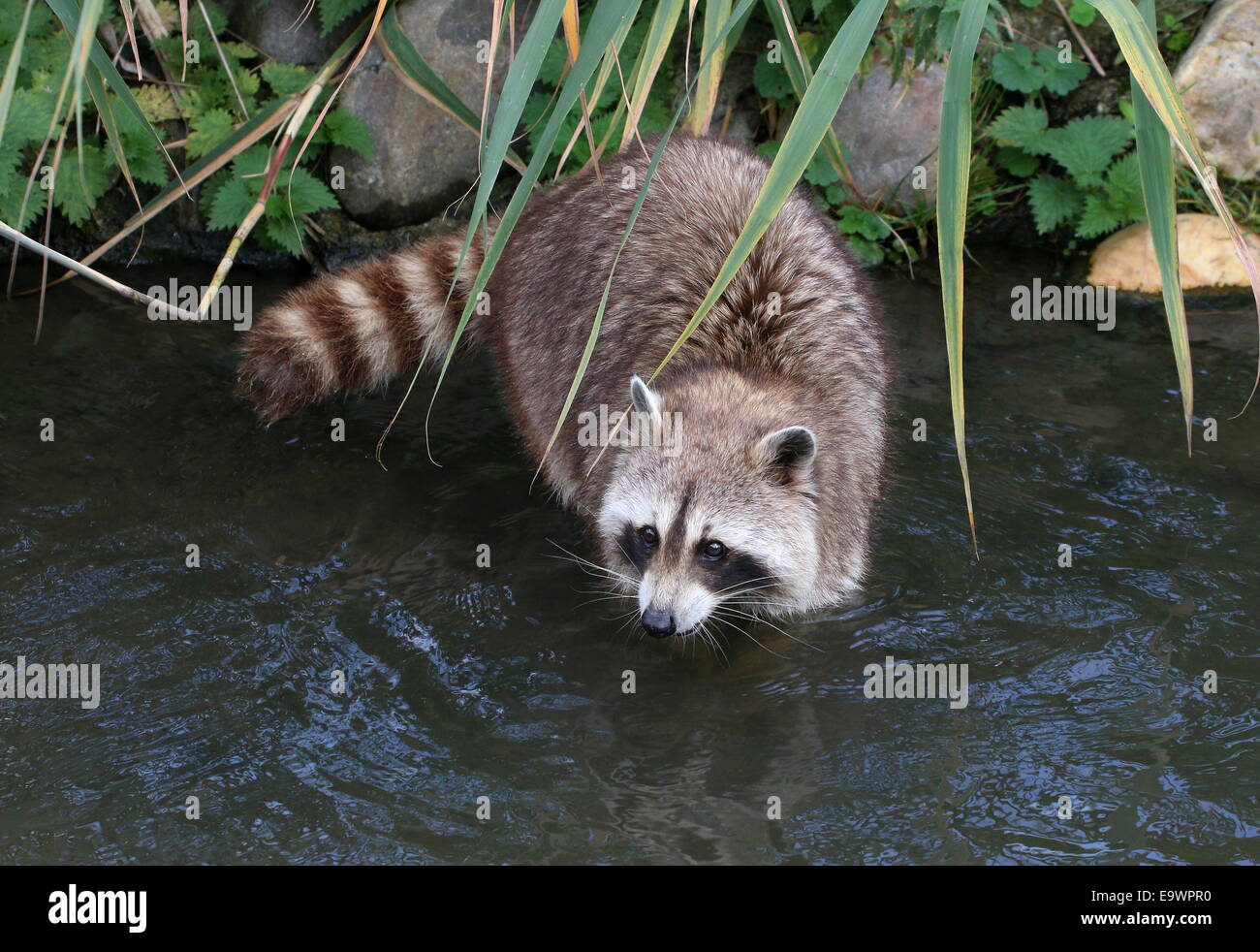 North American or  northern raccoon ( Procyon lotor) in the water of a small stream Stock Photo