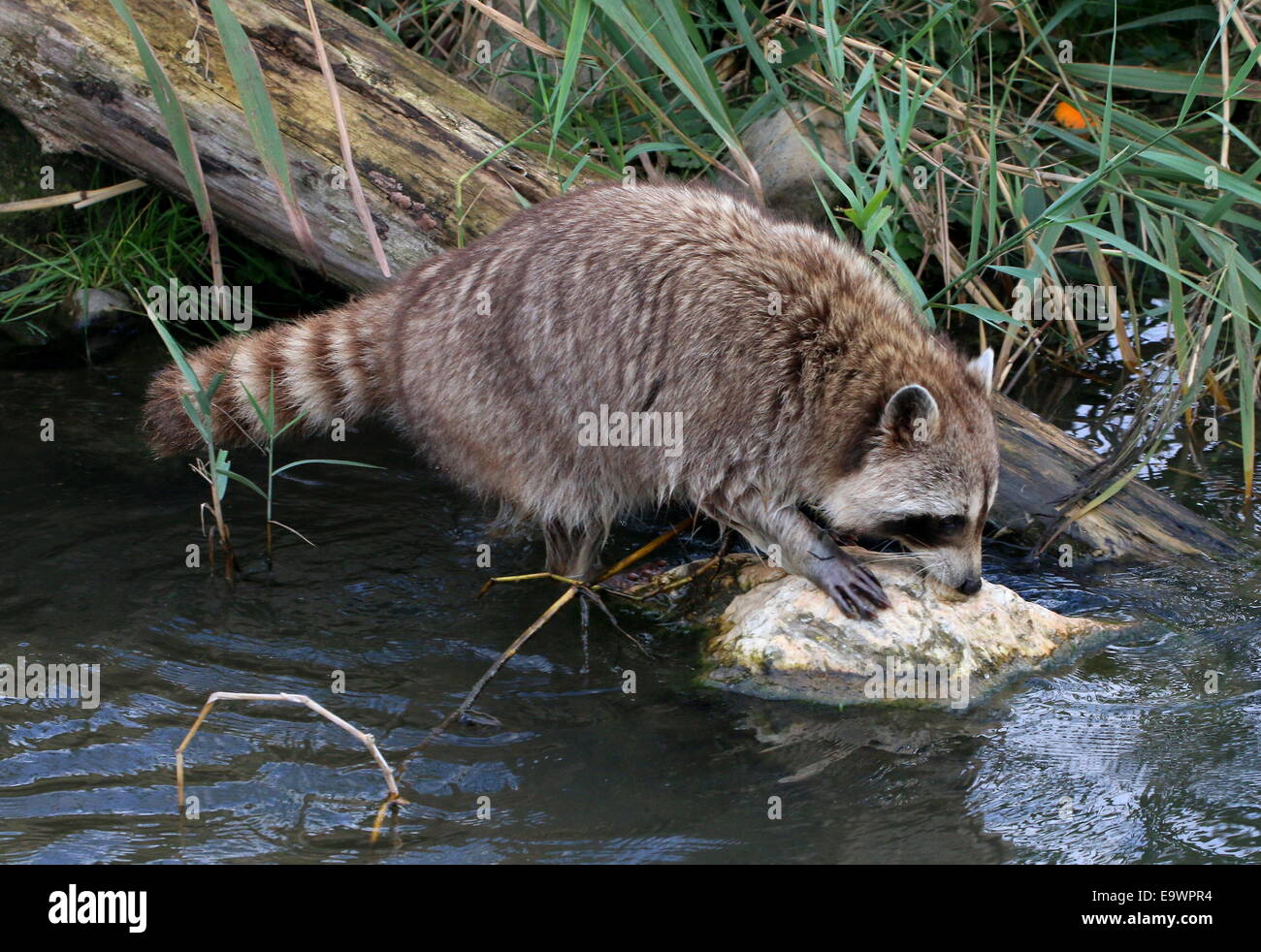 North American or  northern raccoon ( Procyon lotor) at the water's edge Stock Photo