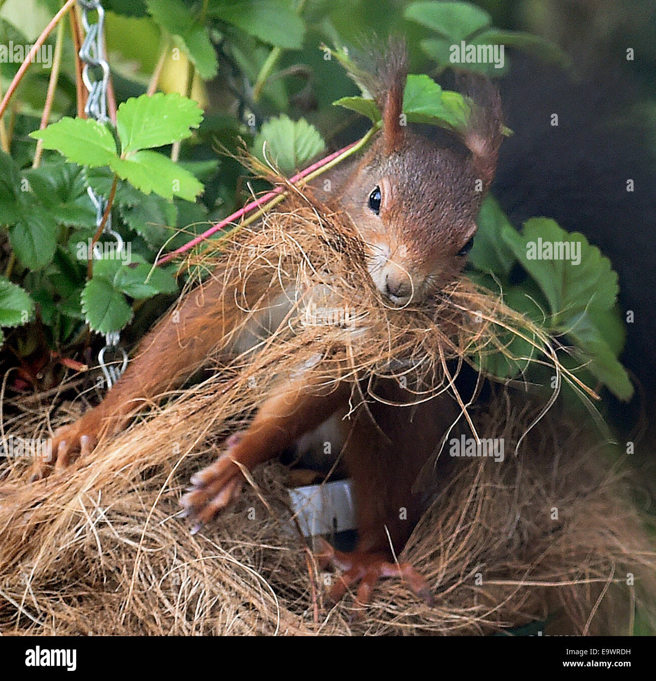 Squirrels nest hi-res stock photography and images - Alamy