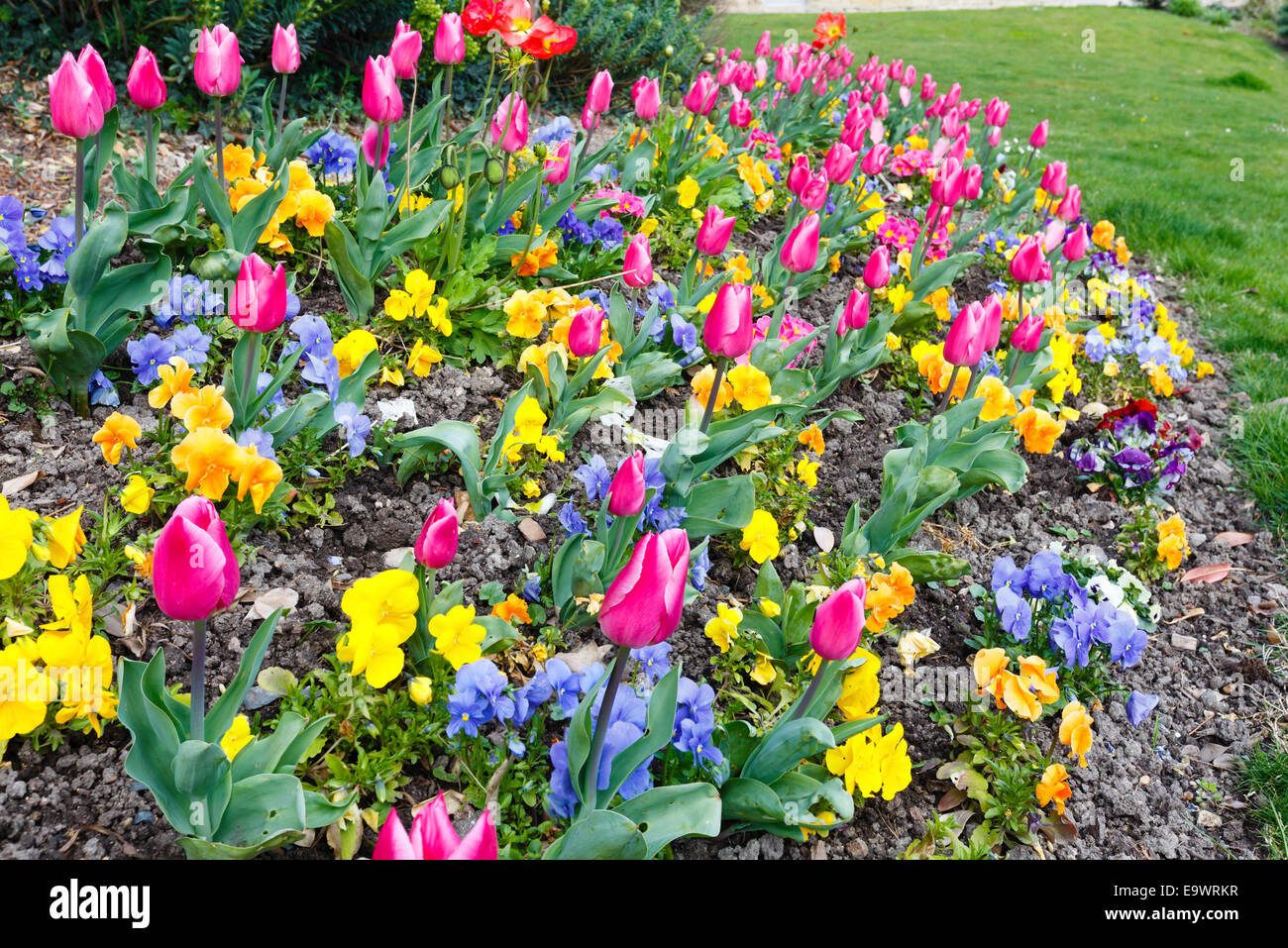 Beautiful pink tulips and Viola tricolor flowers in the spring time. Nature many-colored background. Stock Photo