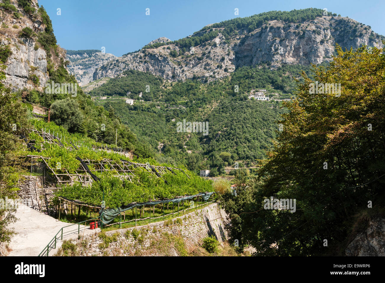 In the famous lemon gardens of Amalfi, Italy. The lemons are traditionally grown on a framework of chestnut poles, on steeply terraced ground Stock Photo