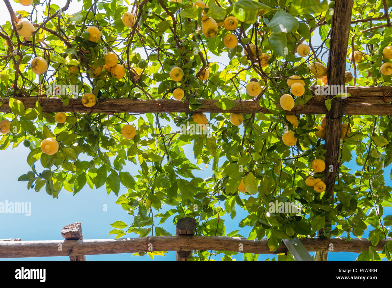 In the famous lemon gardens of Amalfi, Italy. The lemons are traditionally grown on a framework of chestnut poles Stock Photo