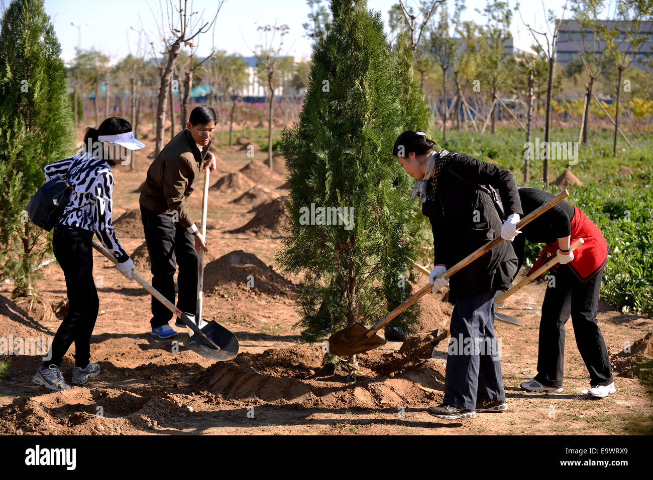 Beijing, China. 3rd Nov, 2014. People plant trees during the launching ceremony of establishing forest for offsetting carbon emission of APEC meeting in Beijing, China, Nov. 3, 2014. The forest will cover an area of 1,274 mu (85 hectares), according to the event organizer. © Li Xin/Xinhua/Alamy Live News Stock Photo