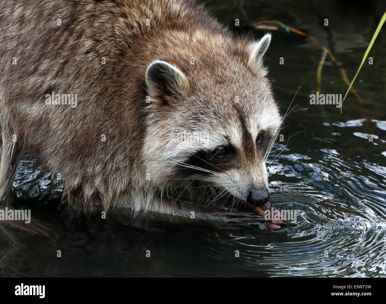 North American or  northern raccoon ( Procyon lotor) close-up of the head and paws while feeding at the water's edge Stock Photo