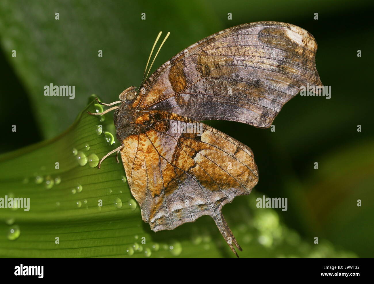 Tiger Leafwing butterfly (Consul fabius), found from Mexico to the Amazon, wings closed Stock Photo
