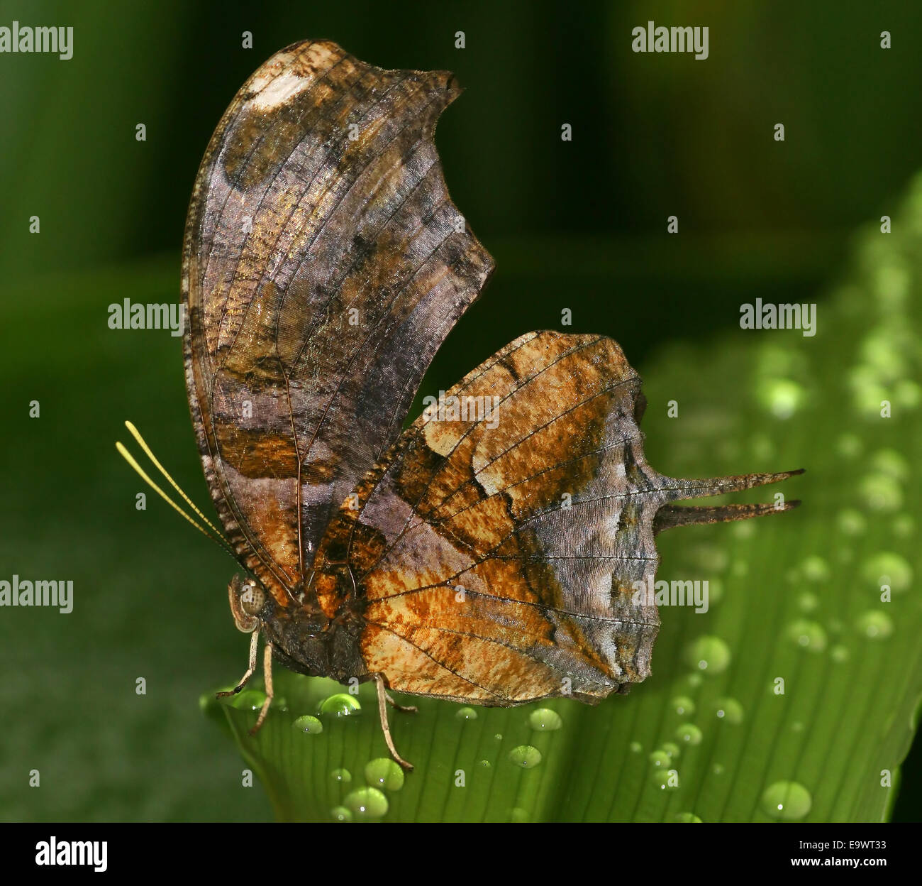 Tiger Leafwing butterfly (Consul fabius), found from Mexico to the Amazon, wings closed Stock Photo