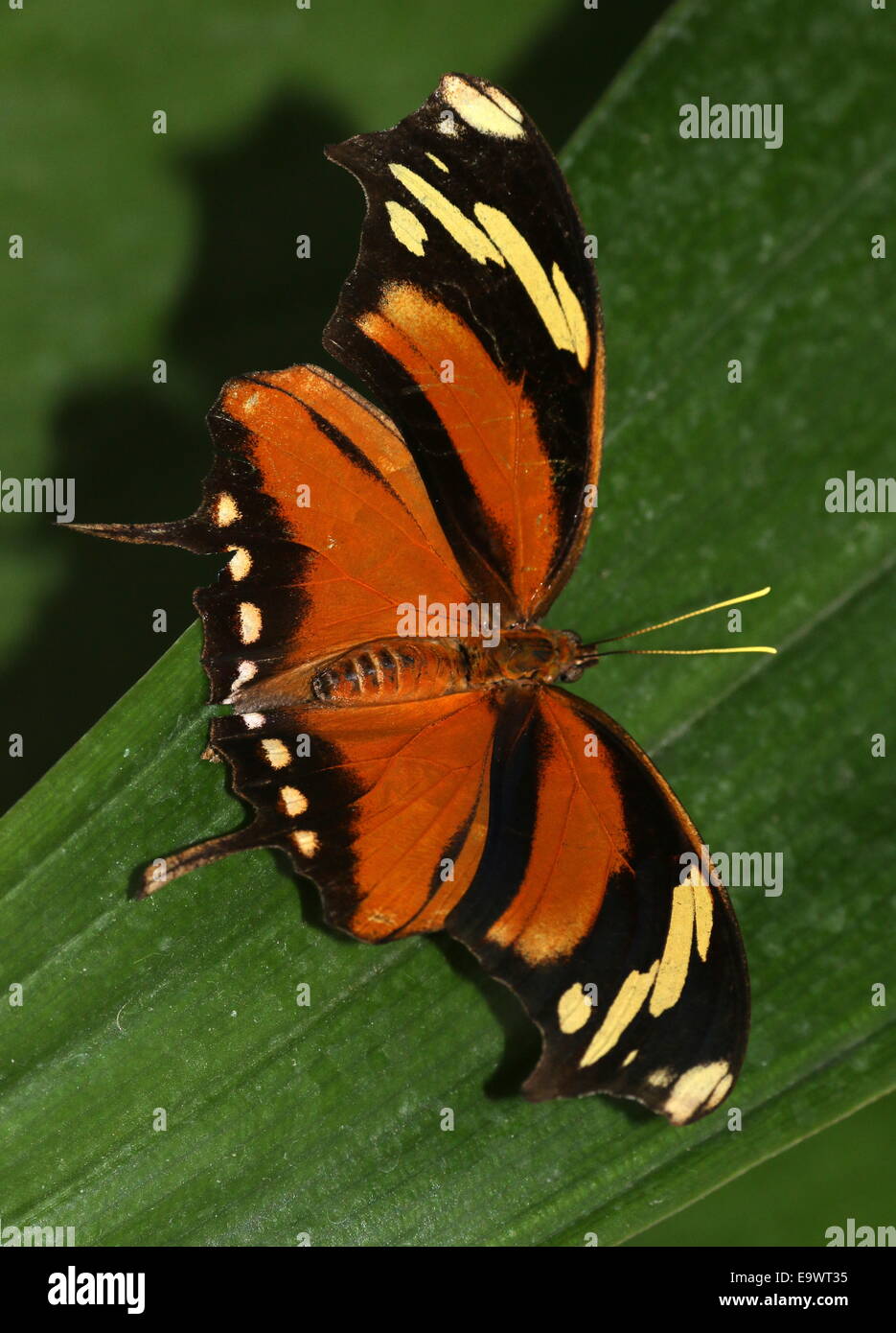 Tiger Leafwing butterfly (Consul fabius), found from Mexico to the Amazon, wings opened, dorsal view Stock Photo
