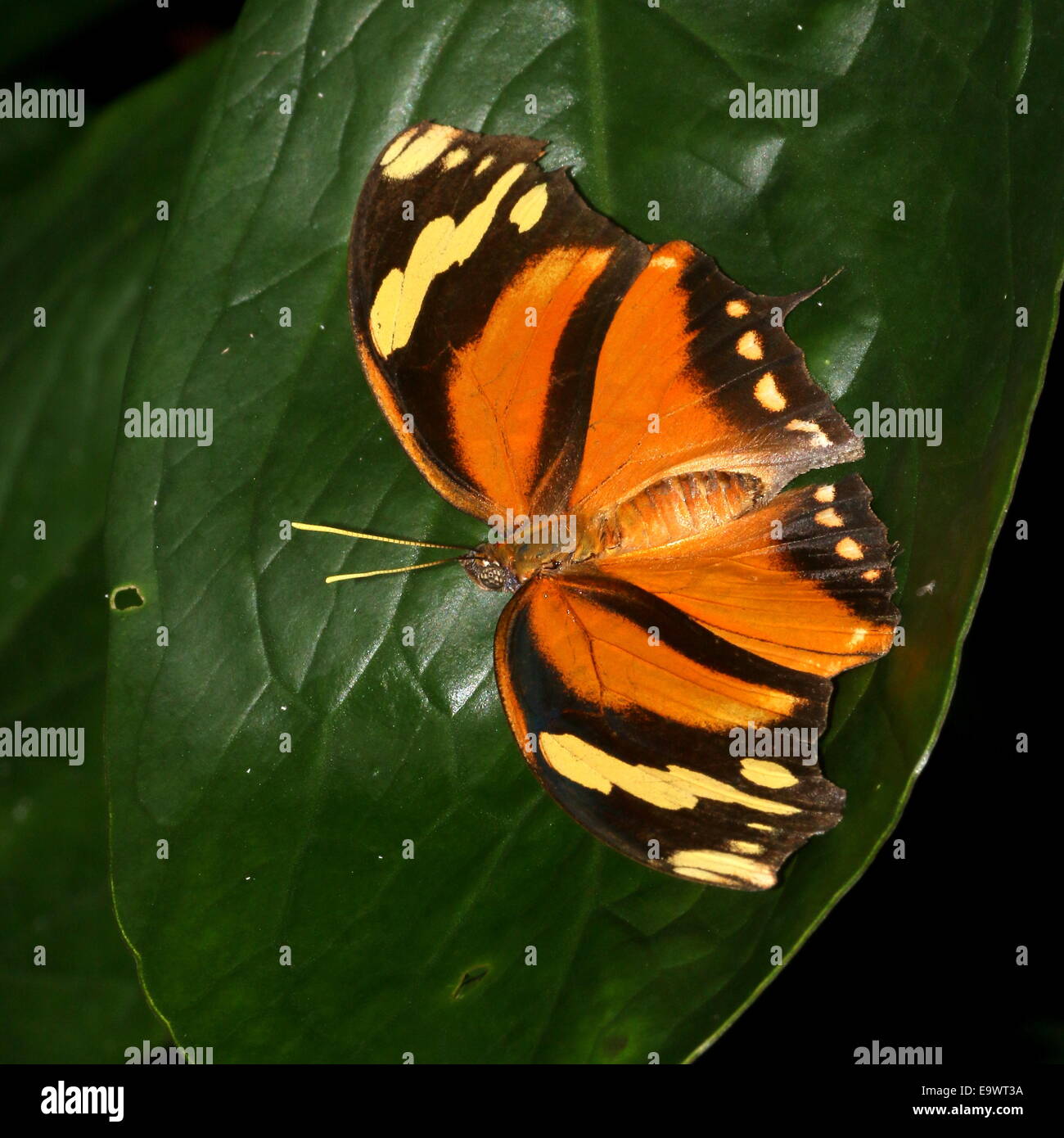 Tiger Leafwing butterfly (Consul fabius), found from Mexico to the Amazon, wings opened, dorsal view Stock Photo
