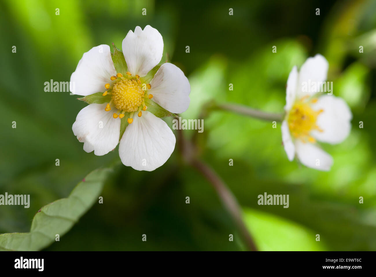 Strawberry with green leaves hi-res stock photography and images - Alamy