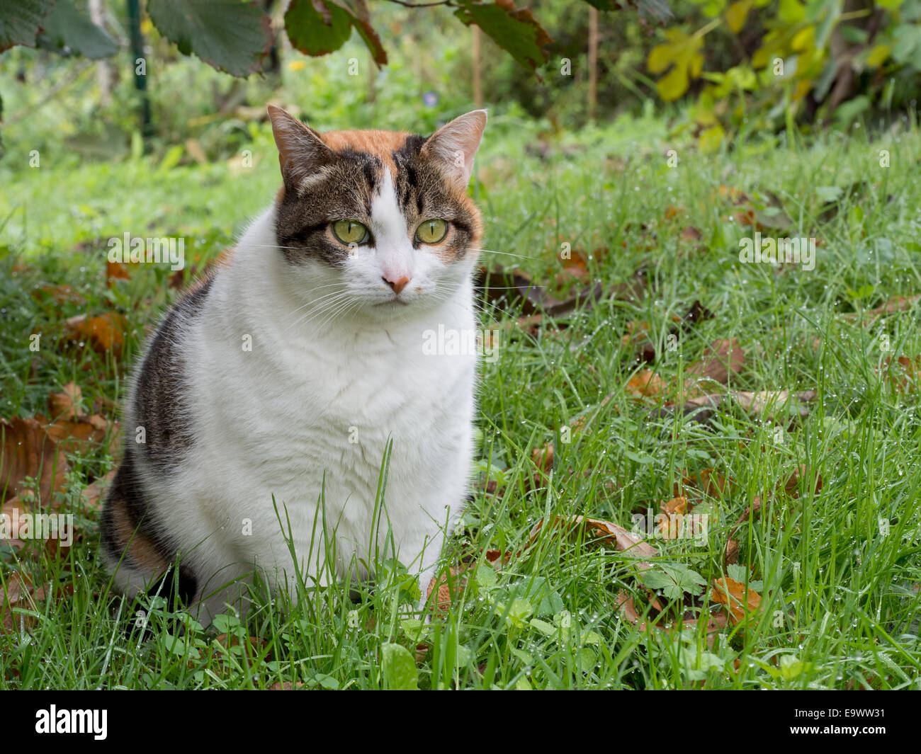 Fat Cat Overweight Obese High Resolution Stock Photography And Images Alamy