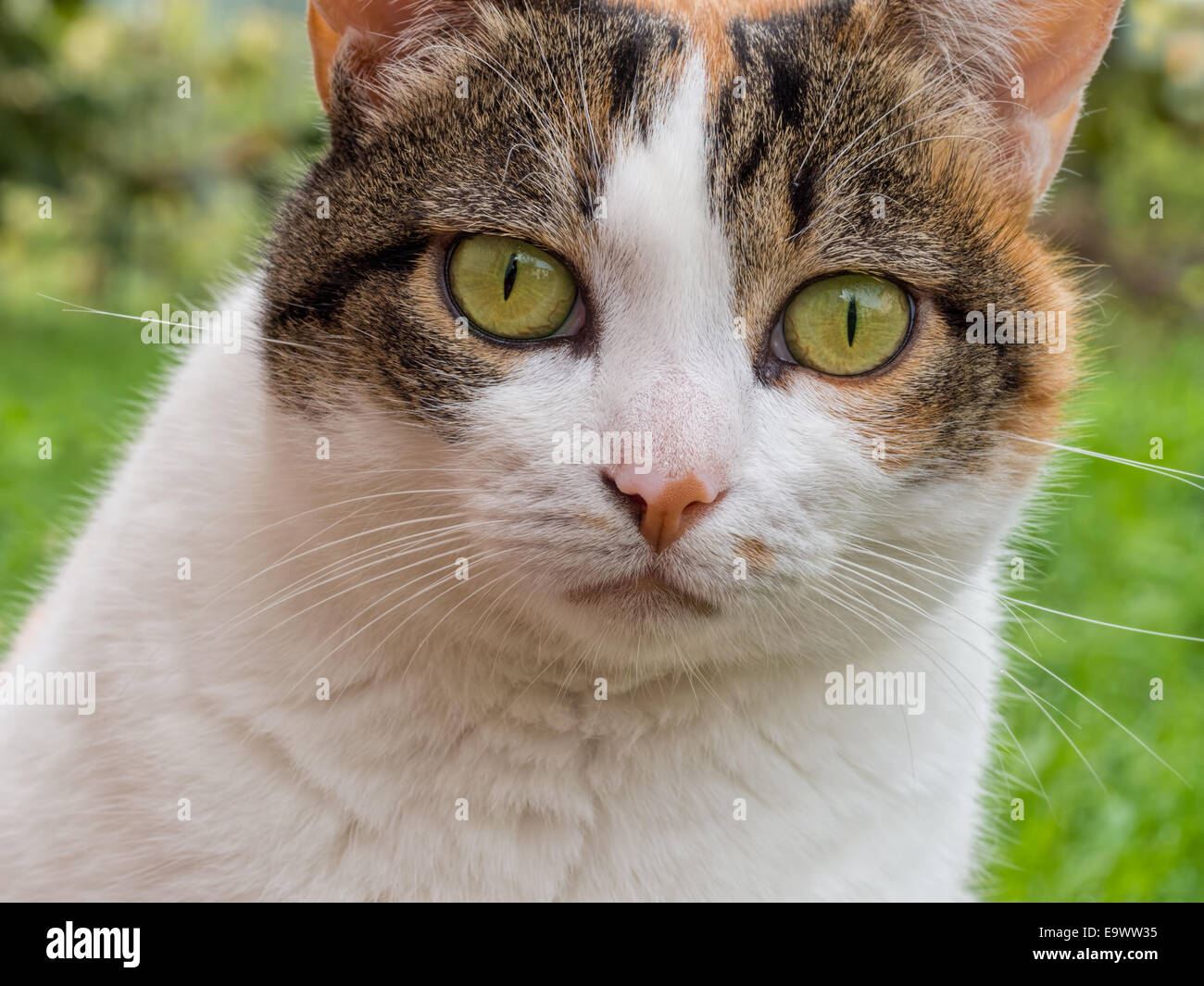 Curious cat face closeup Stock Photo