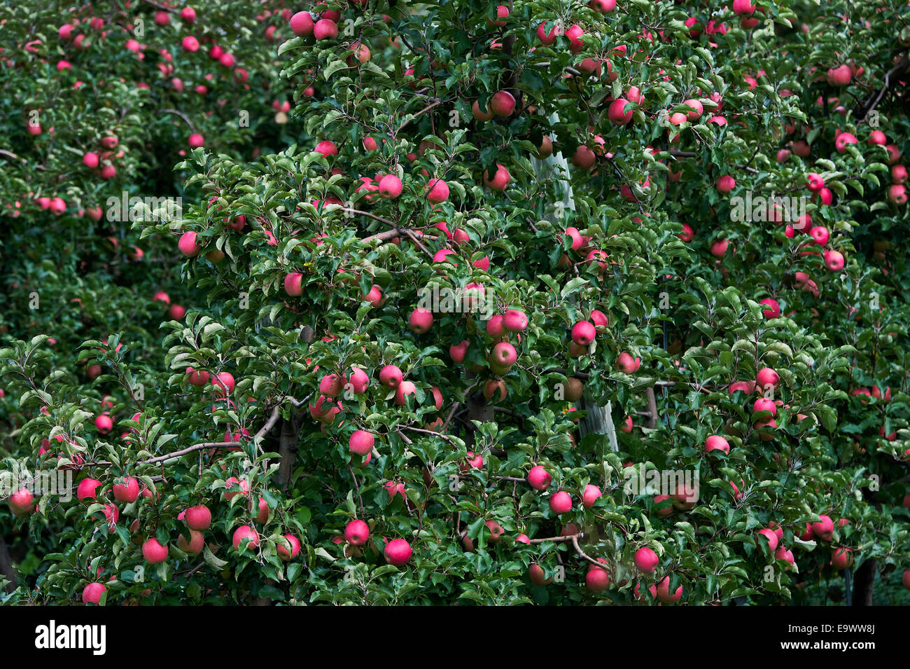 Apple orchard, Lancaster, Pennsylvania, USA Stock Photo