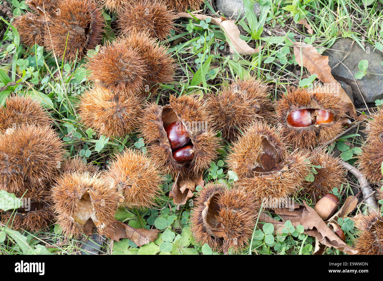 Sweet chestnuts. For flour or roasting. Stock Photo