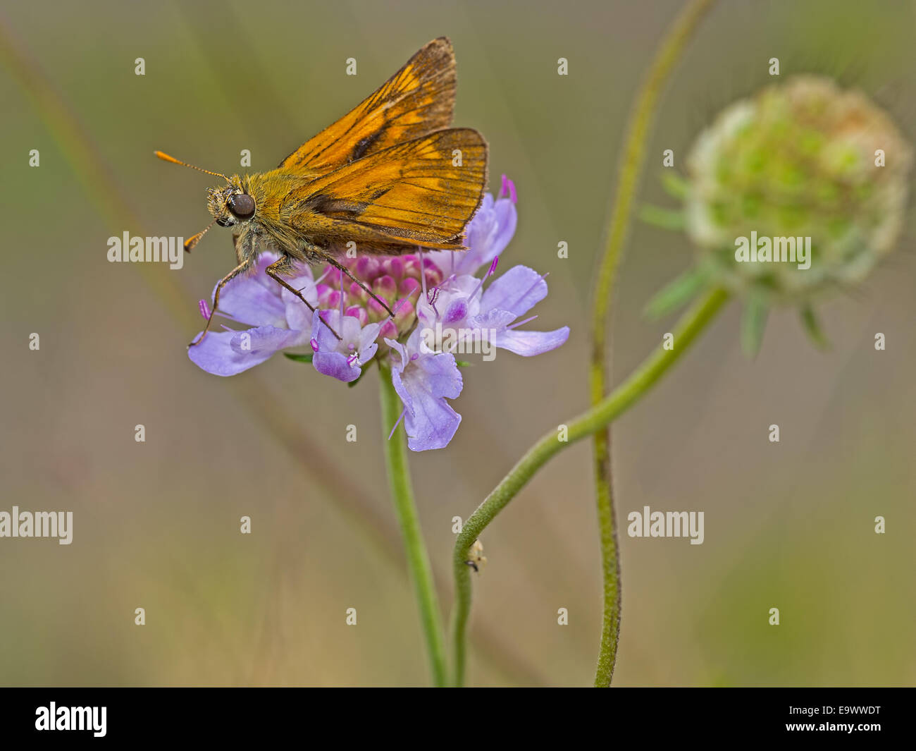 Large Skipper (Ochlodes sylvanus) butterfly, Hesperiidae family. Stock Photo