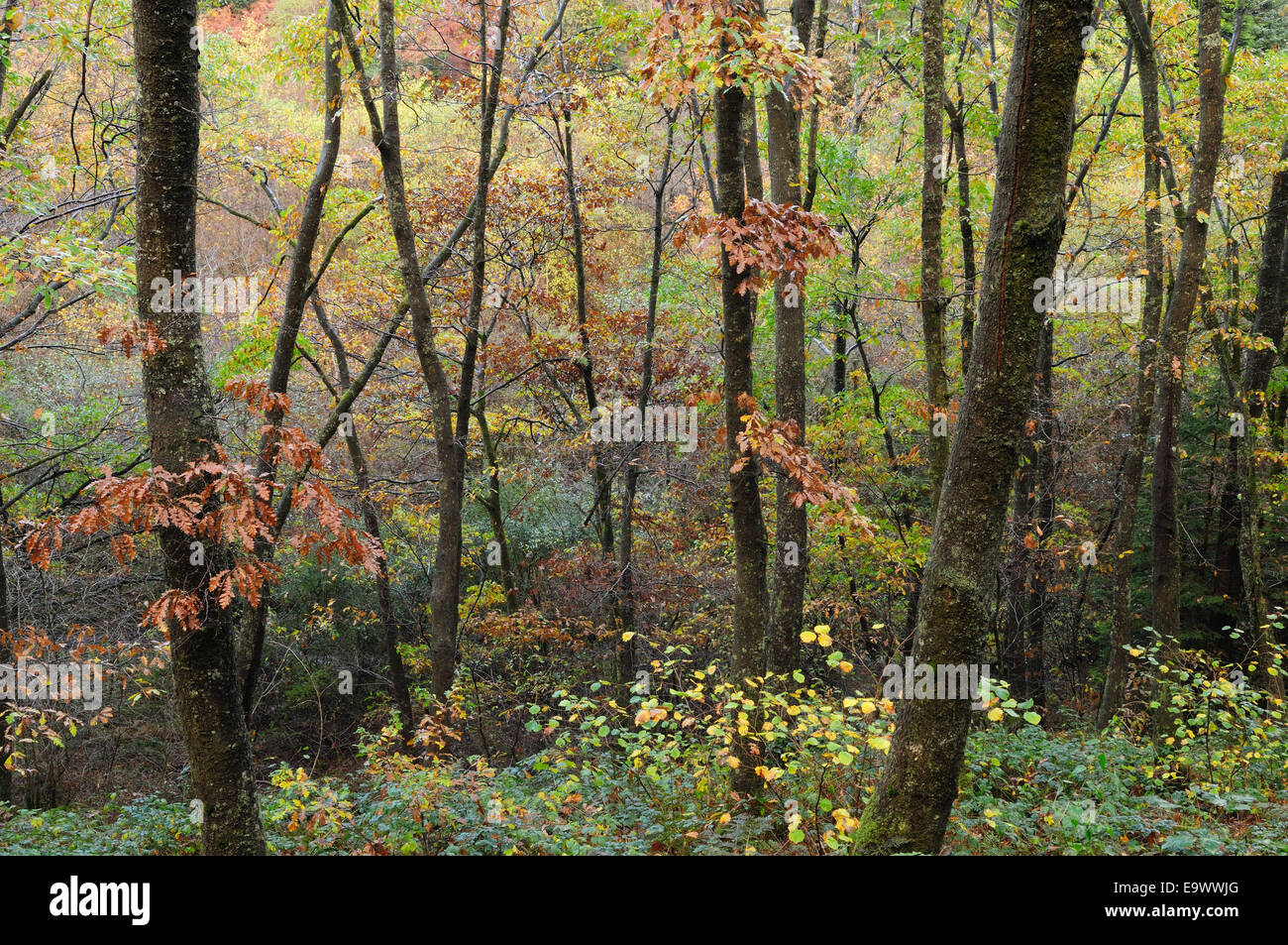 Mixed deciduous trees in woodland in autumn Brechfa Forest Carmarthenshire Wales Cymru UK GB Stock Photo