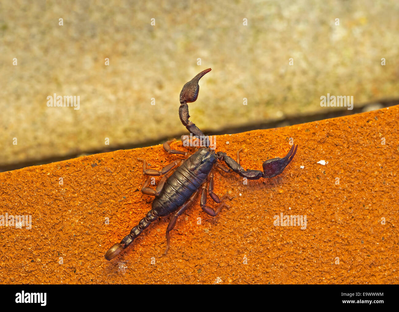 Euscorpius scorpion small woodscorpion. Looked fierce Stock Photo Alamy