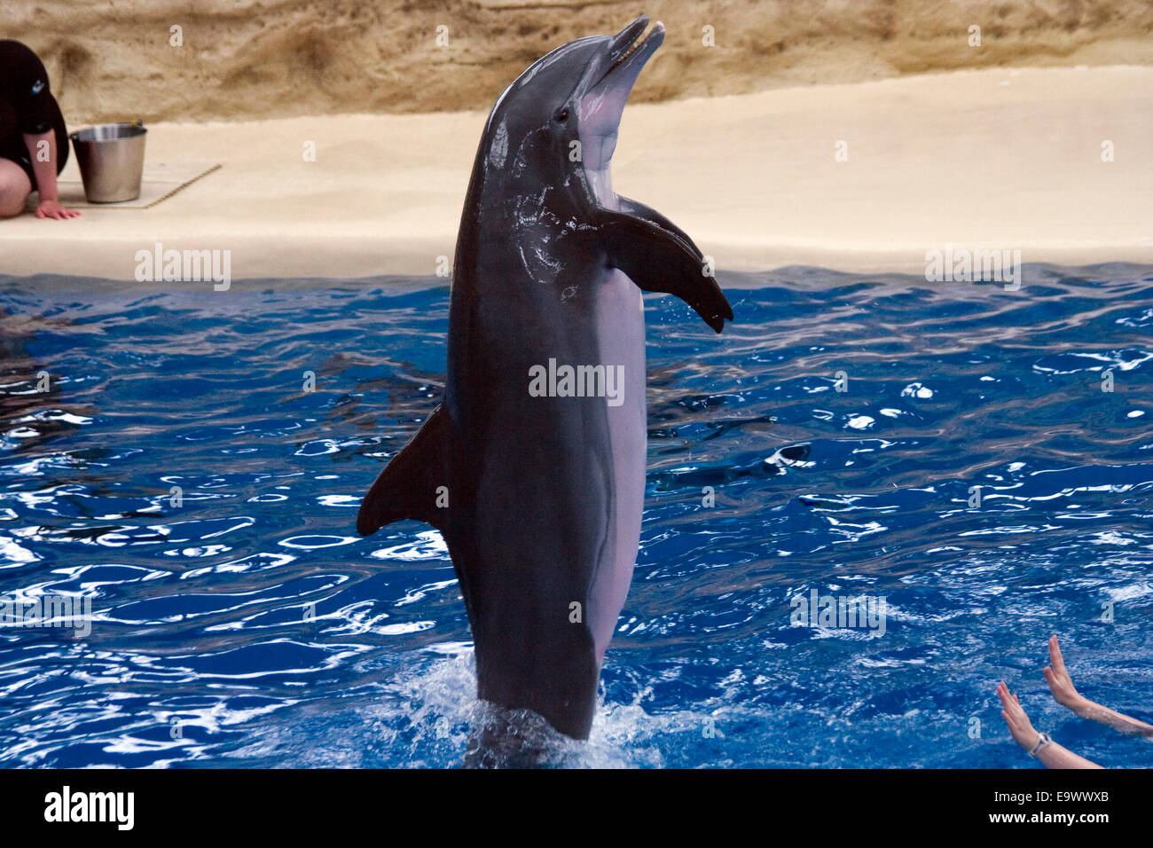 Dolphin show at Brookfield Zoo Stock Photo Alamy
