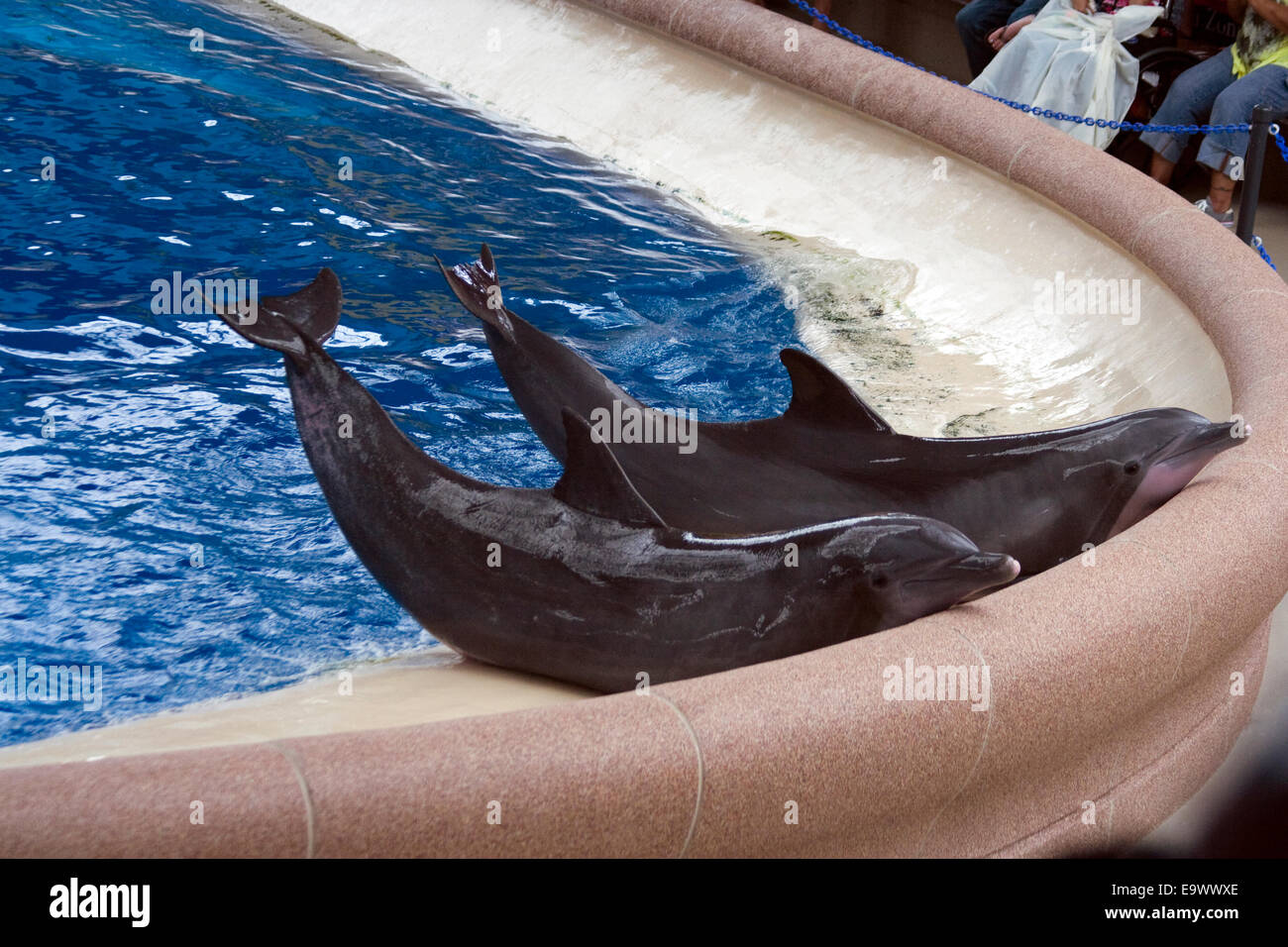 Dolphin show at Brookfield Zoo Stock Photo Alamy