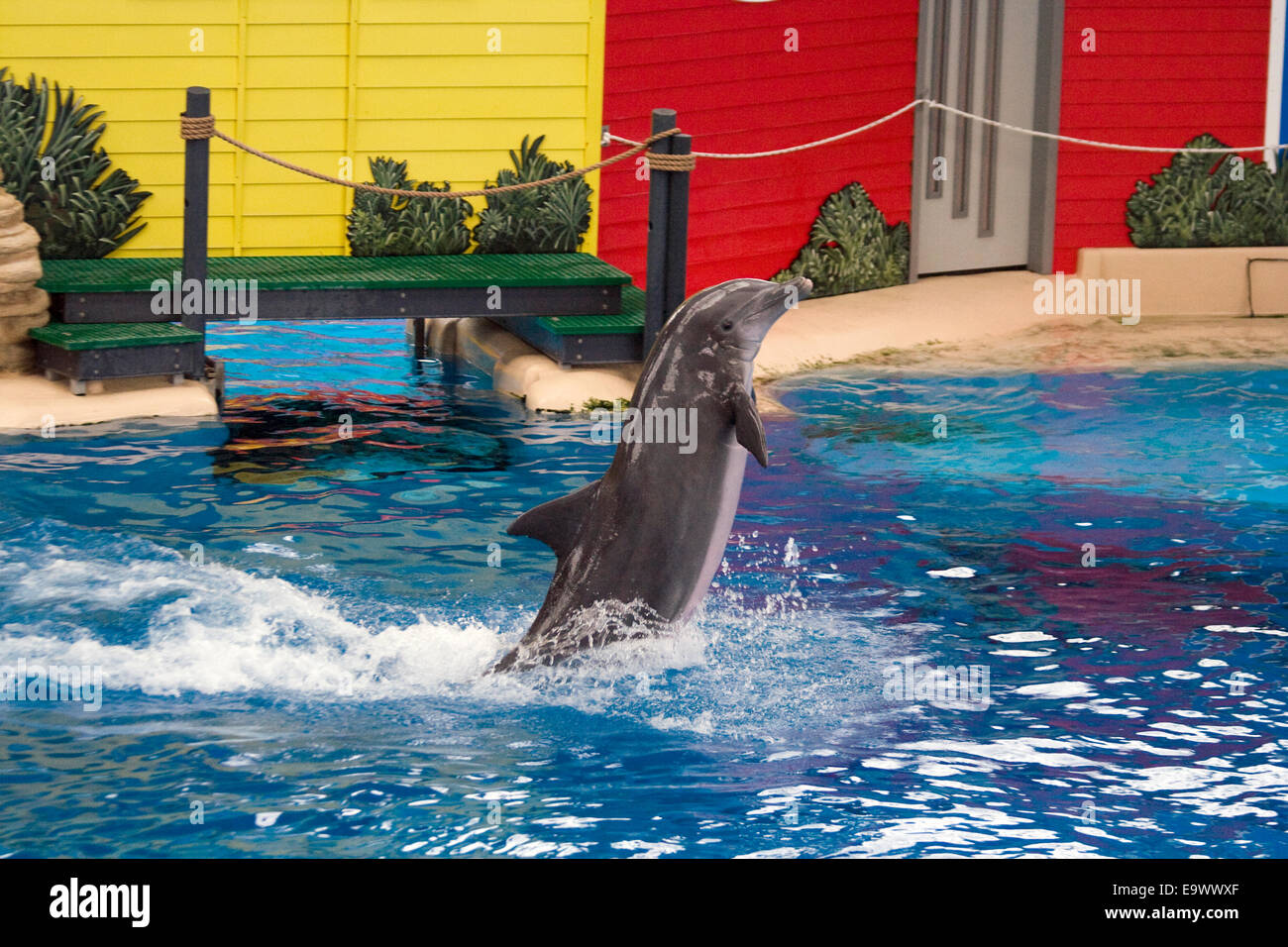 Dolphin show at Brookfield Zoo Stock Photo Alamy
