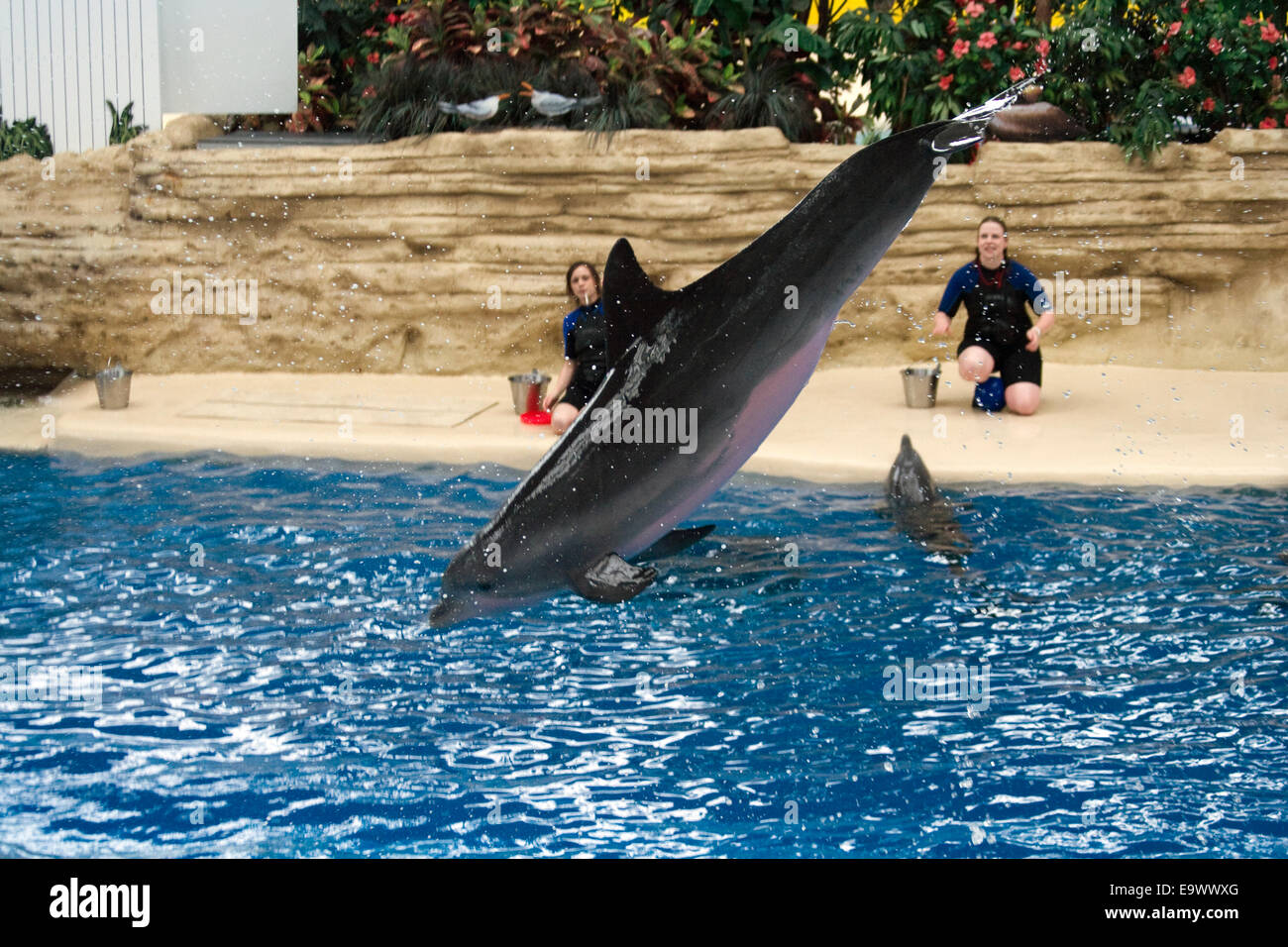Dolphin show at Brookfield Zoo Stock Photo Alamy
