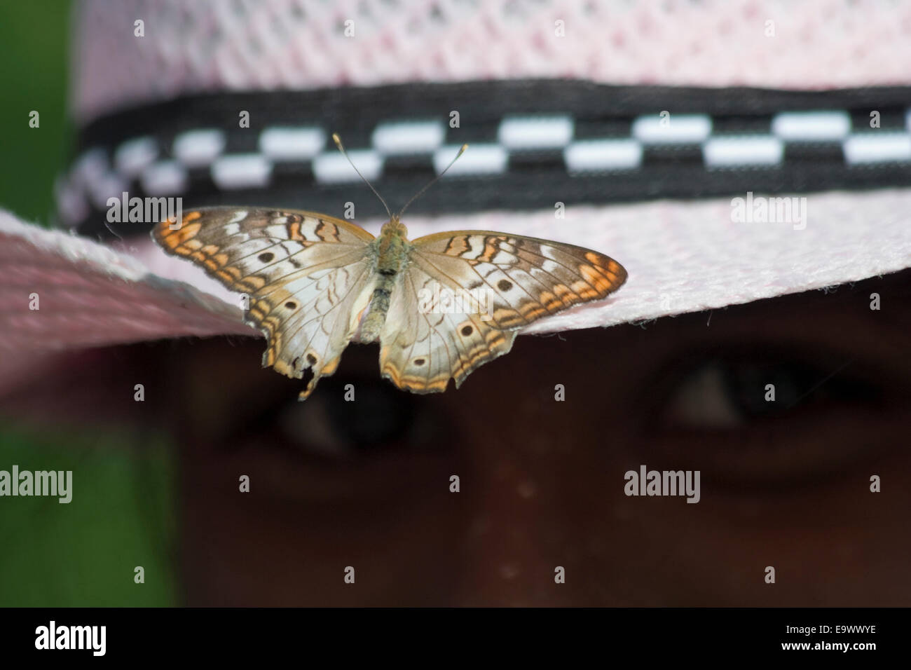 The Meadow Argus Butterfly (Junonia villida) on the girls hat Stock Photo