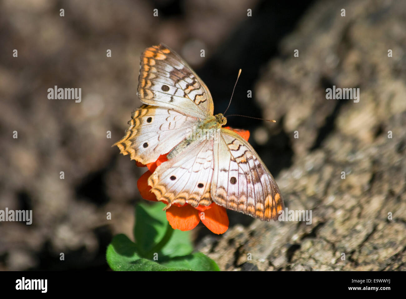 The Meadow Argus Butterfly (Junonia villida) Stock Photo