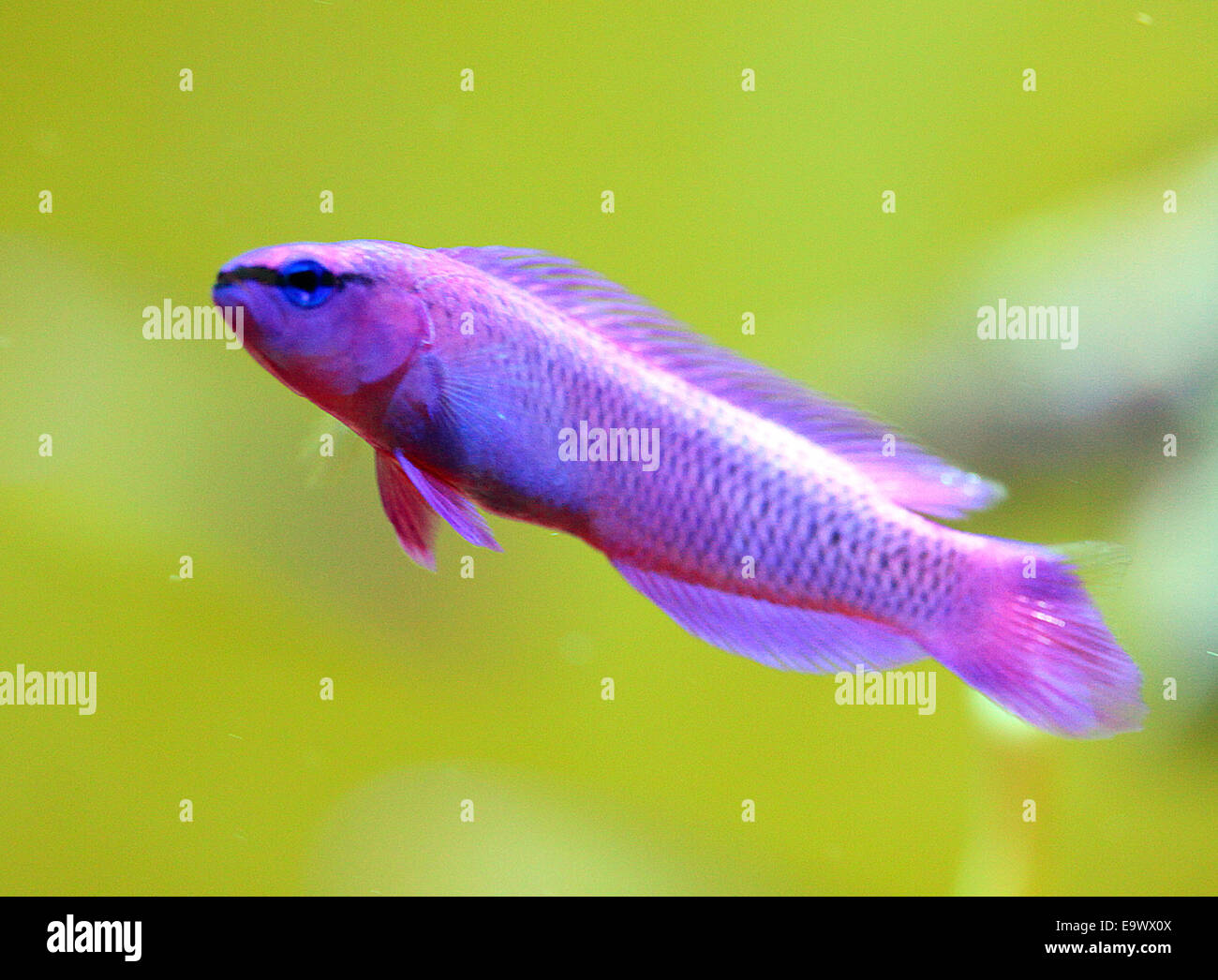 Orchid Dottyback Stock Photo