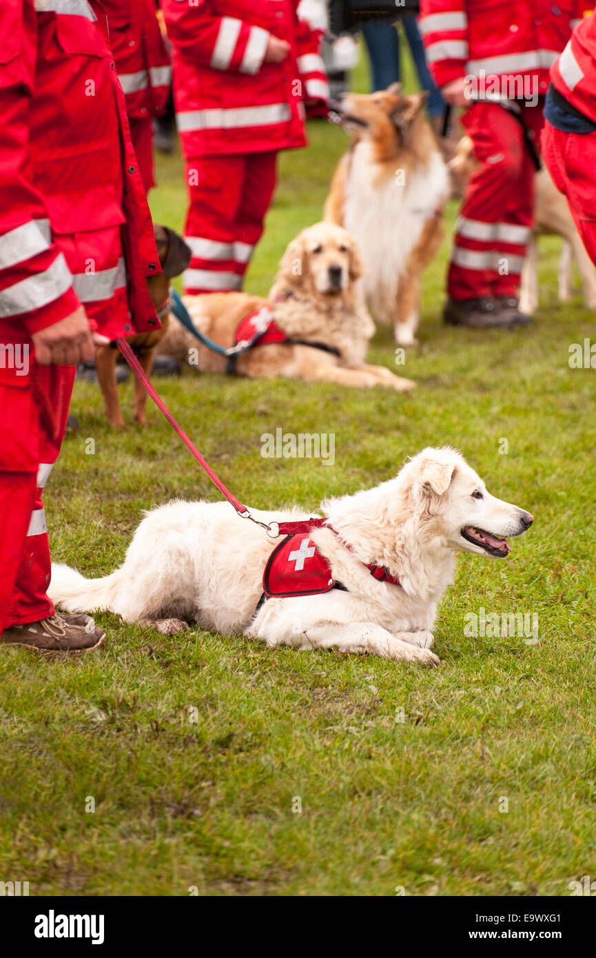 Germany Dog Rescue – Misfit Shepherds: German Shepherd Rescue ...