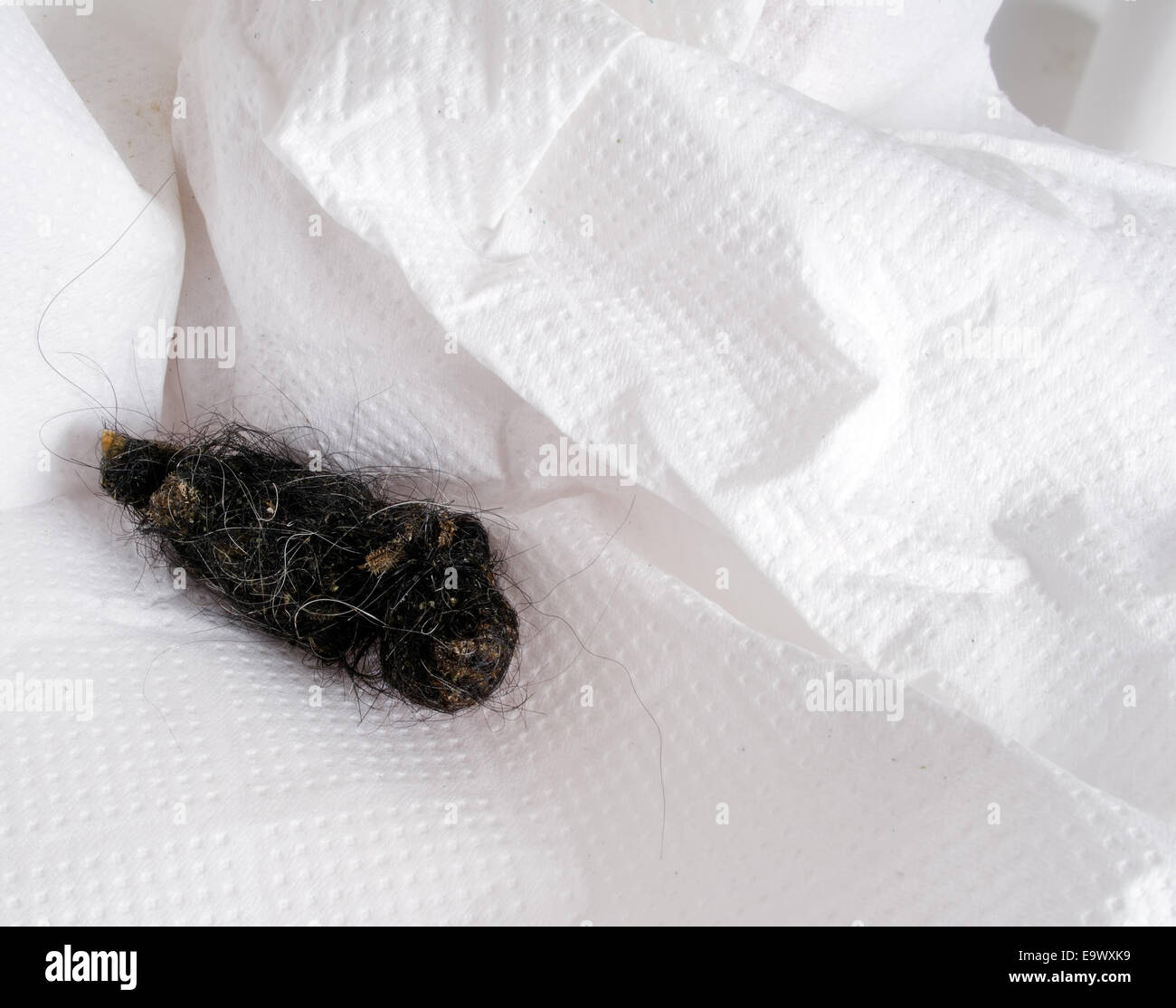 Dog hairball, veterinary problem Stock Photo Alamy