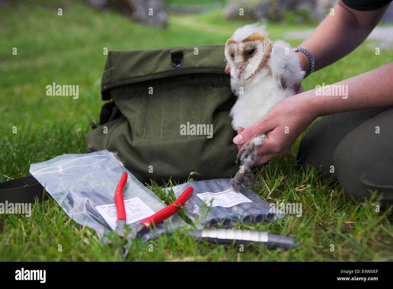 Ringing wild barn owl chick (Tyto alba), Cumbria, UK Stock Photo