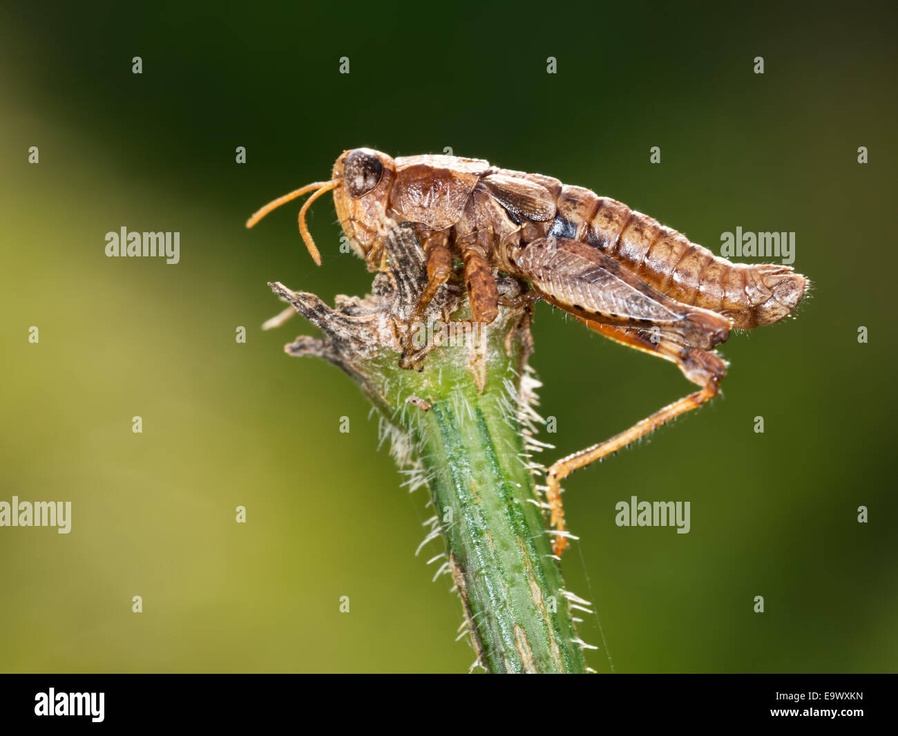 Pezotettix giornae grasshopper dead from parasitic fungus Entomophthora grylli Stock Photo