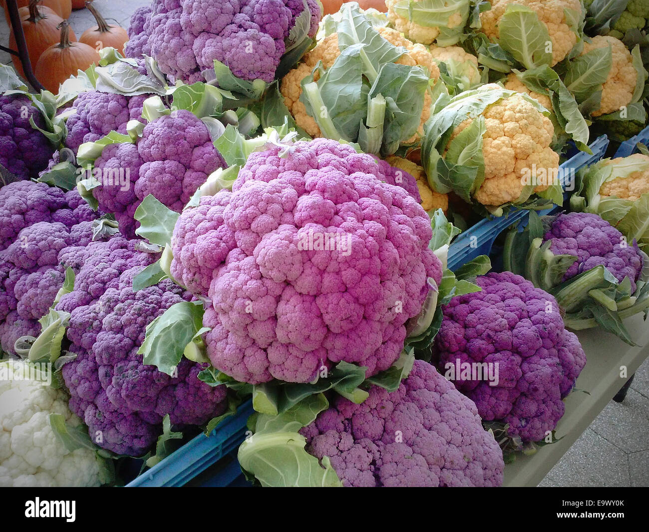 Colored cauliflower  at the Union Square Greenmarket on Saturday, October 25, 2014. (© Richard B. Levine) Stock Photo