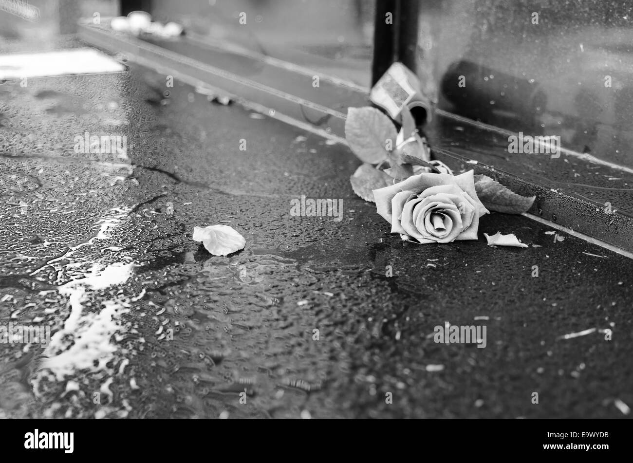 Fallen rose on grave Stock Photo Alamy
