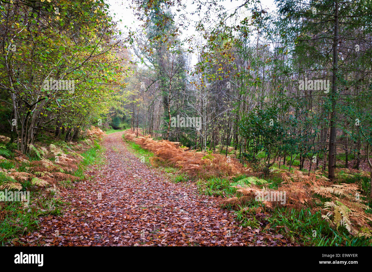 Leafy Path Through Woods on Damp Autumn Day Stock Photo