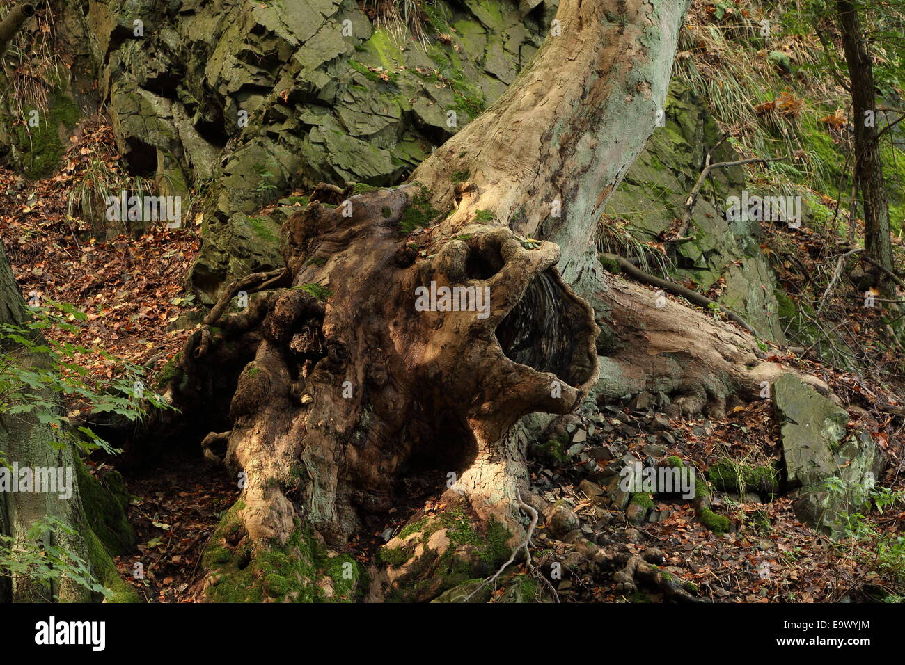 An old tree in the Harz Mountains In Germany, which looks a bit like a mythical creature in the forest. Stock Photo