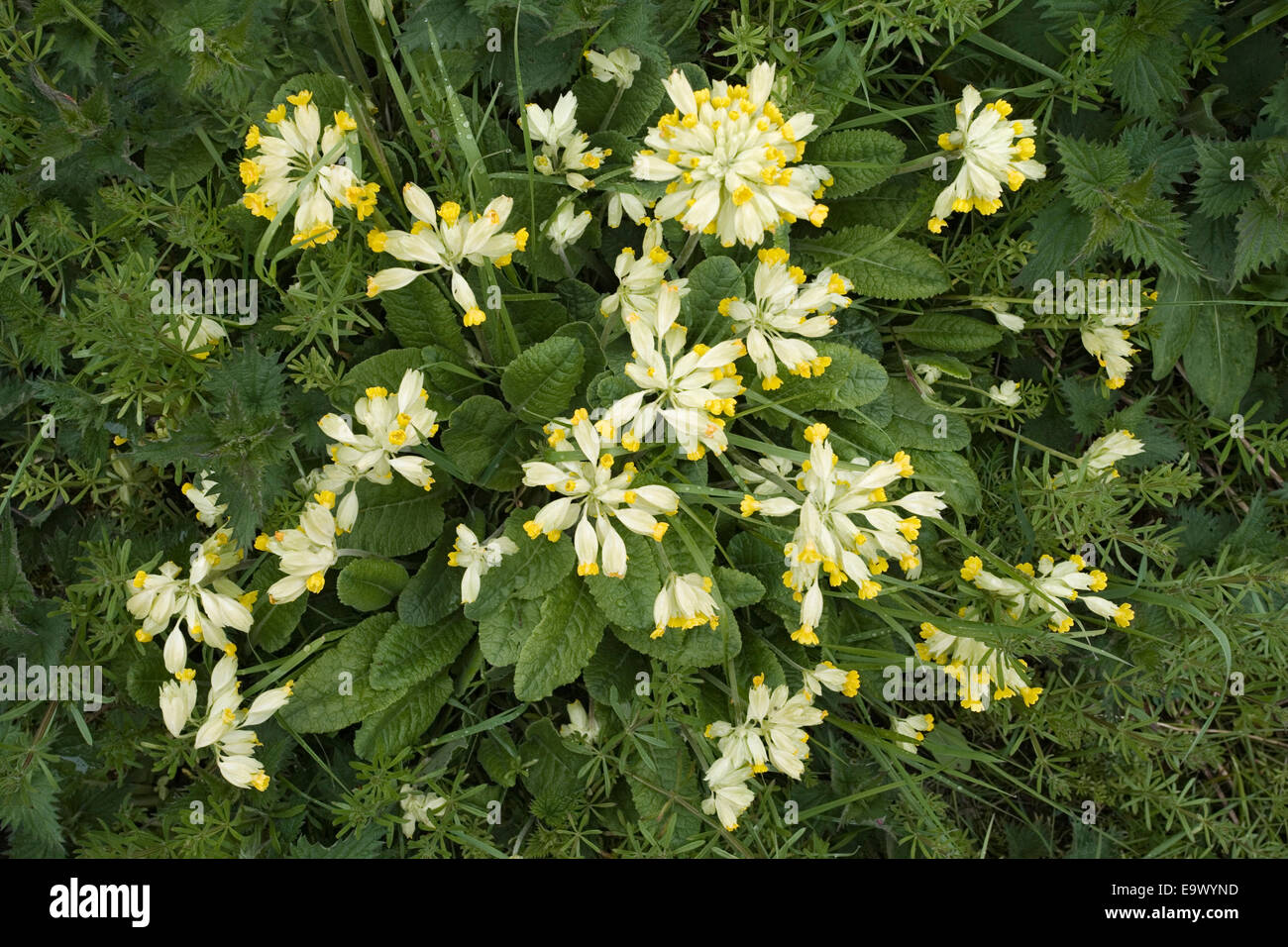 Cowslips (Primula veris), Teesdale, North Pennines, UK Stock Photo