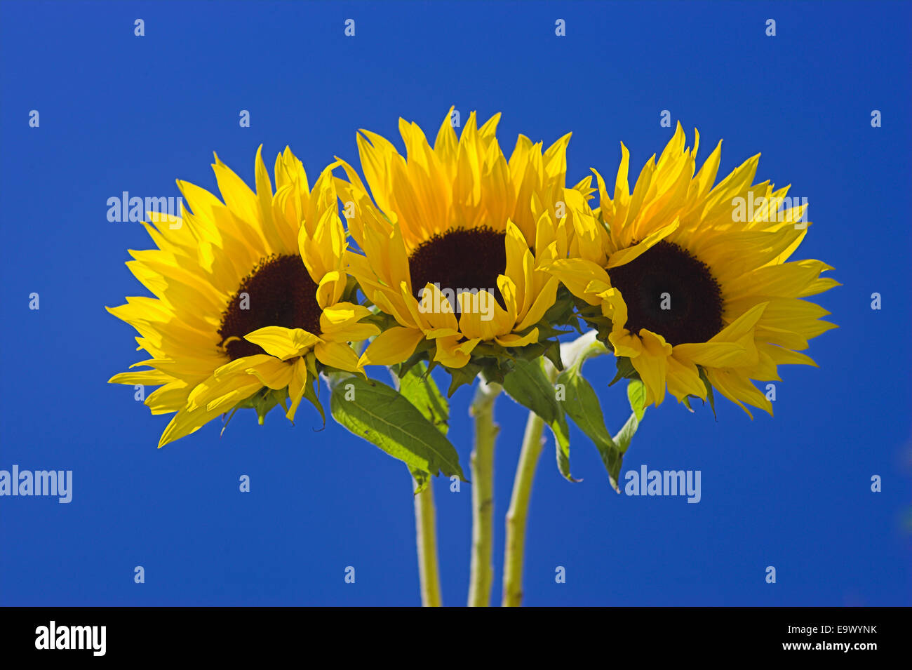 Three sunflowers blooms (Helianthus annuus), UK Stock Photo Alamy