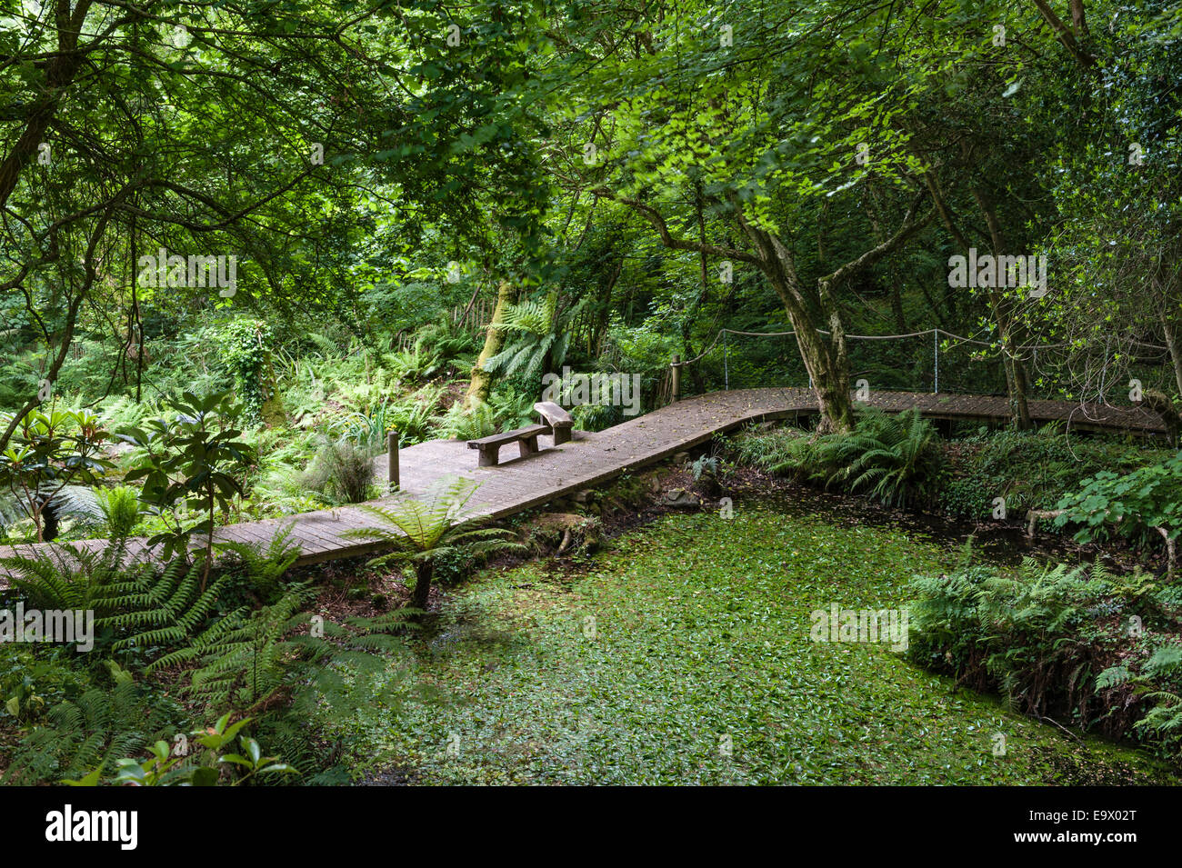 Tremenheere Sculpture Gardens, Penzance, Cornwall, UK. The woodland walk Stock Photo