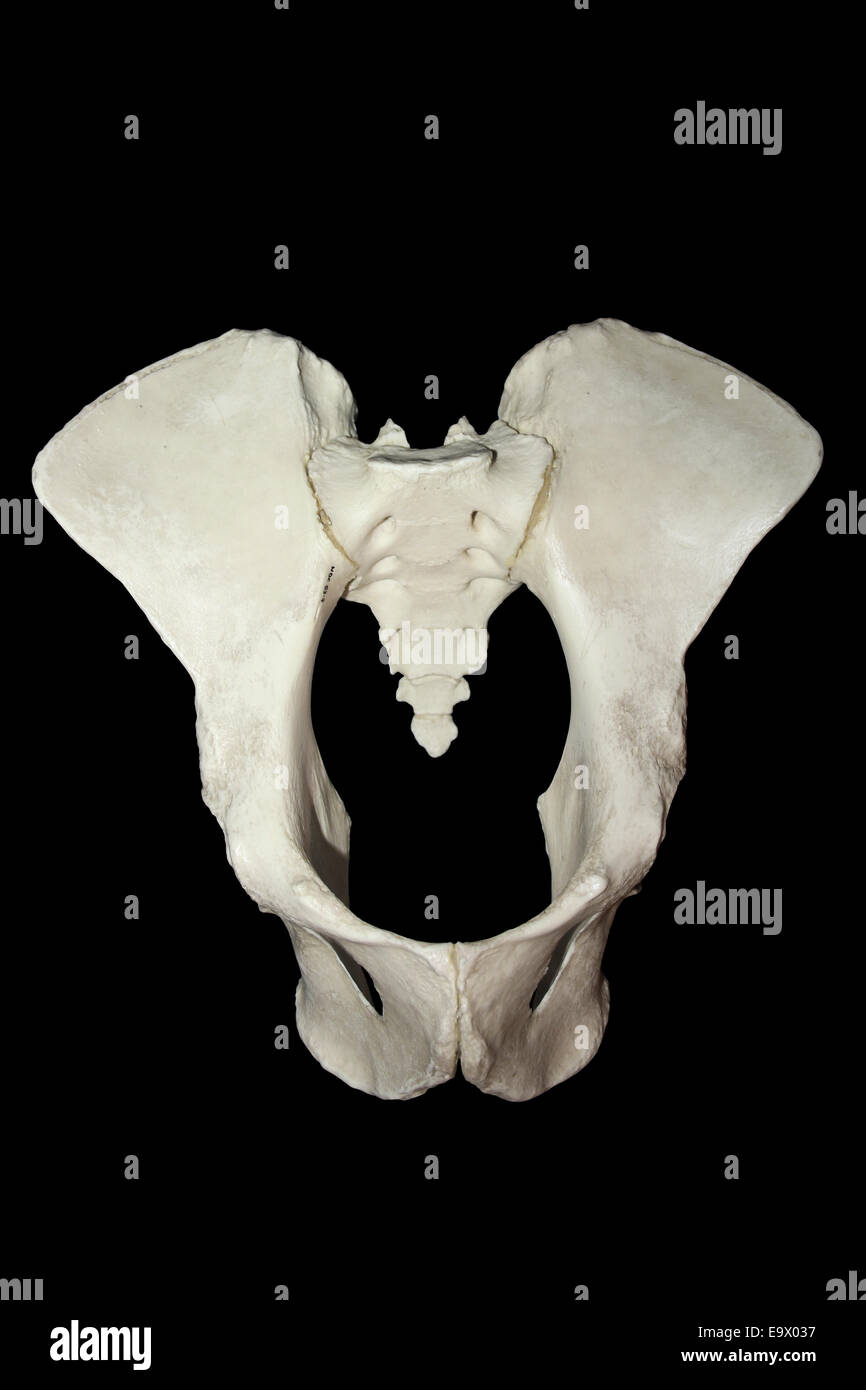 Female Chimpanzee Pelvis Stock Photo