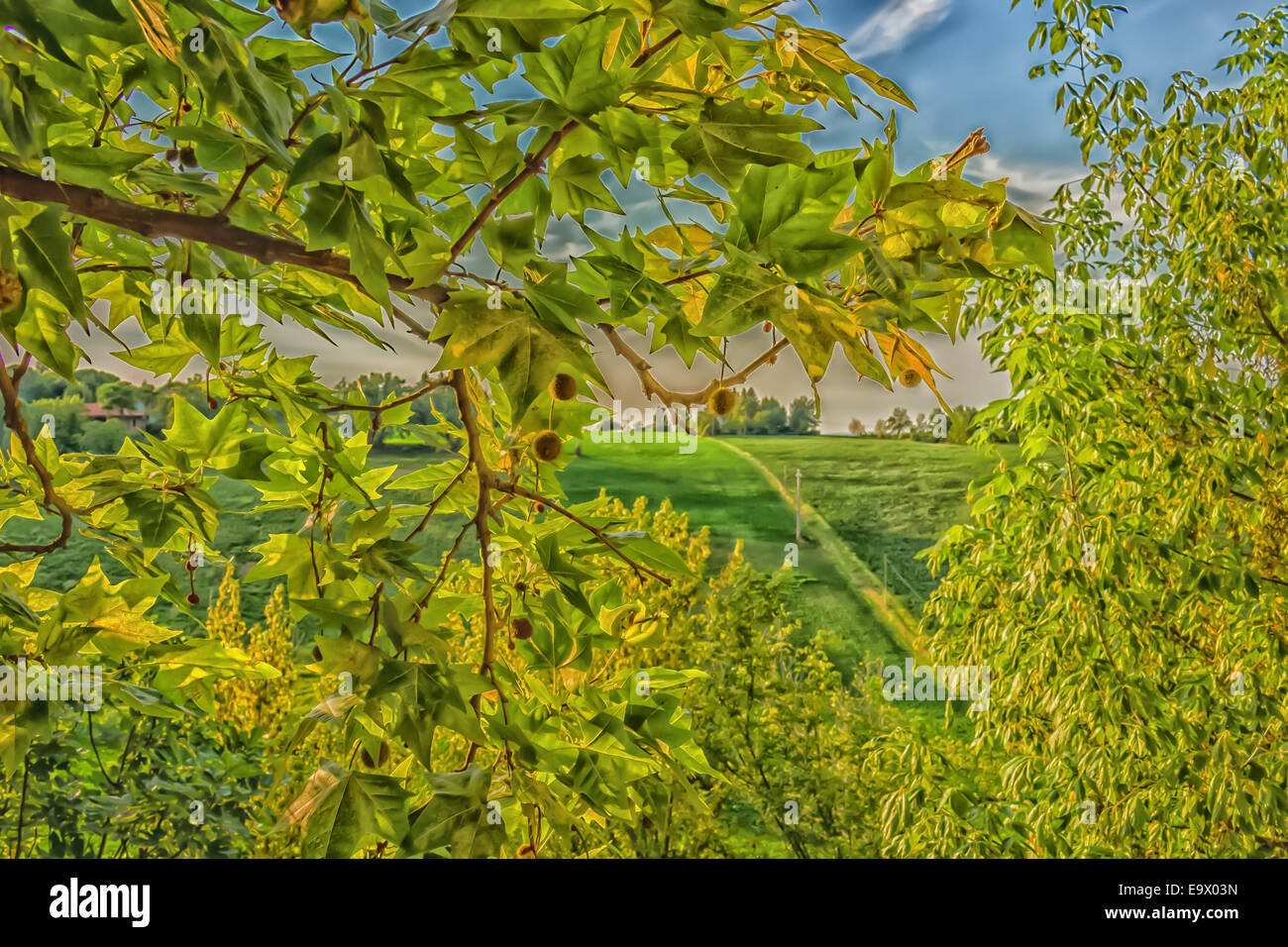 Flowers, green weeds, leaves, plants and trees on vineyards backgrounds on cultivated hills in Italian countryside the small vil Stock Photo