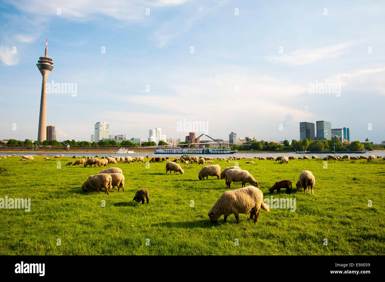Sheep grazing in the green meadows on the left bank of the Rhine river in Dusseldorf Oberkassel across from  Rhine Tower and Gehry buildings Stock Photo